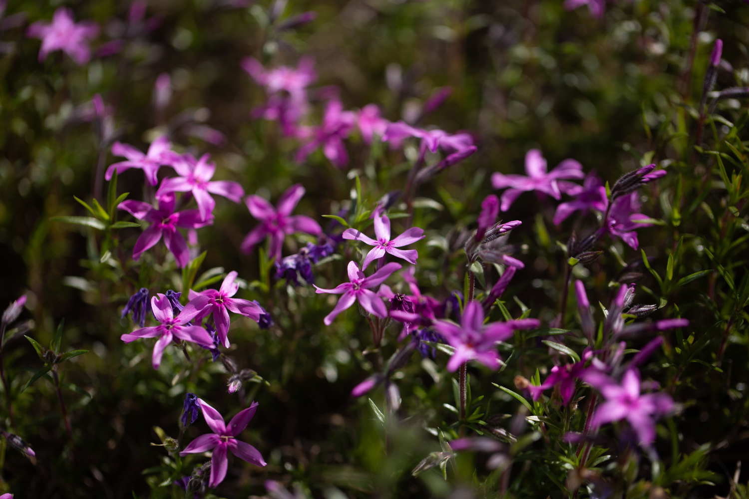 2023-landscape-flower1.jpg