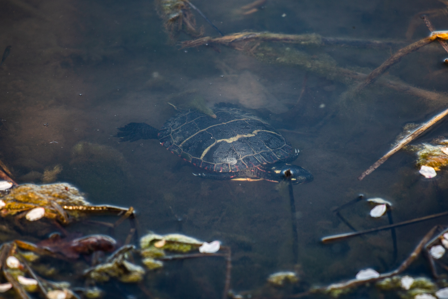 2023-landscape-pond-turtle.jpg