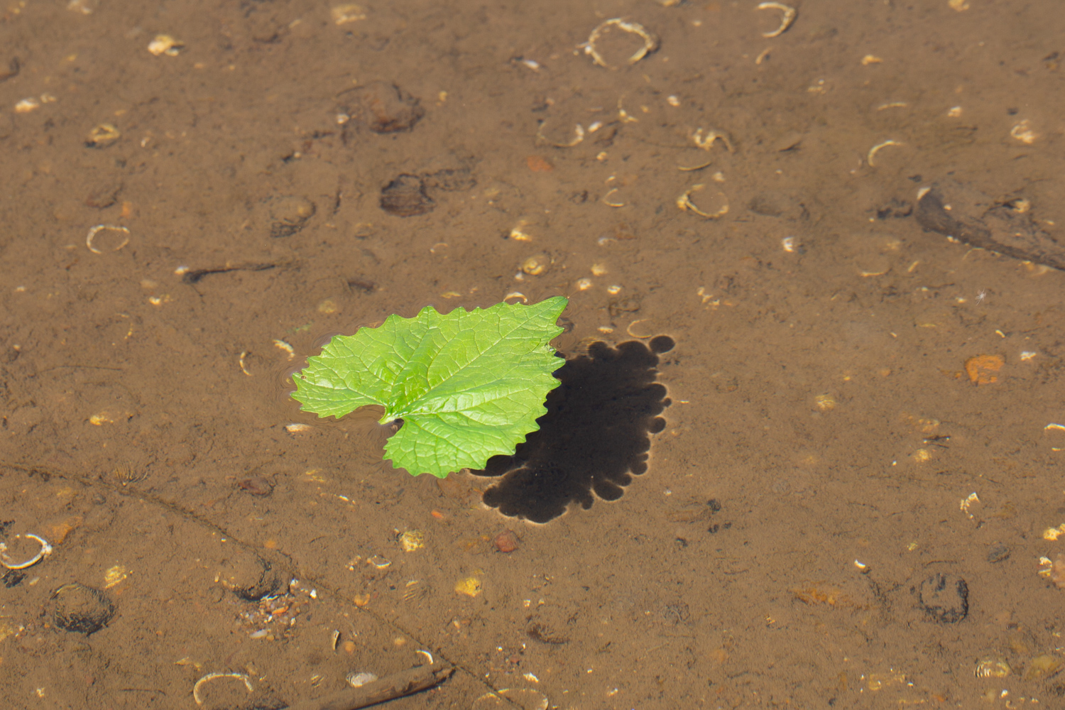 2023-leaf-on-Potomac-river.jpg
